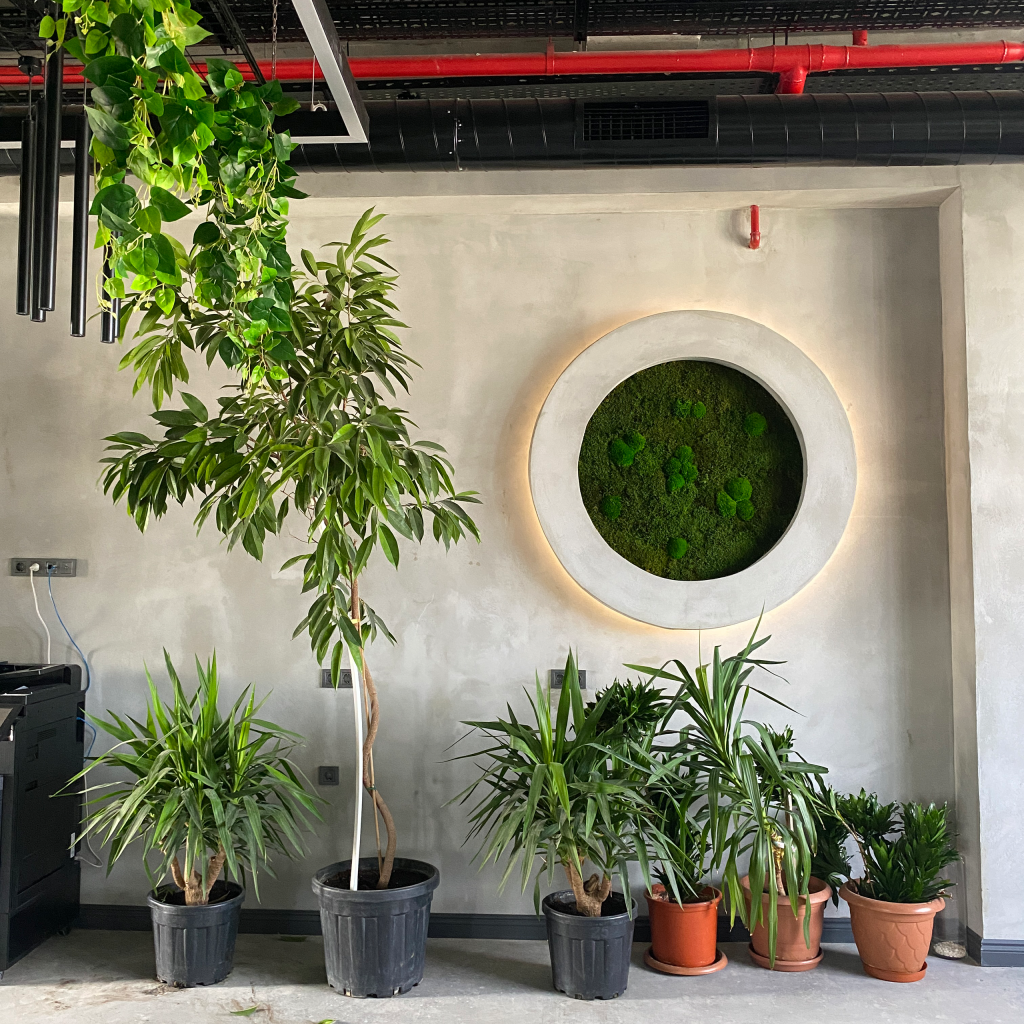 تصميم جدار طحالب ديكوري لشركة ليفاكس من تنفيذ سيلفانوس.